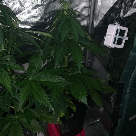 Blueberry Fast 00 Seeds #2 growlog timeline photo