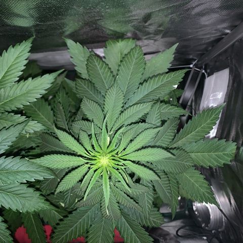 Blueberry Fast 00 Seeds #2 growlog timeline photo