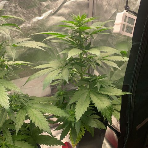 Blueberry Fast 00 Seeds #2 growlog timeline photo