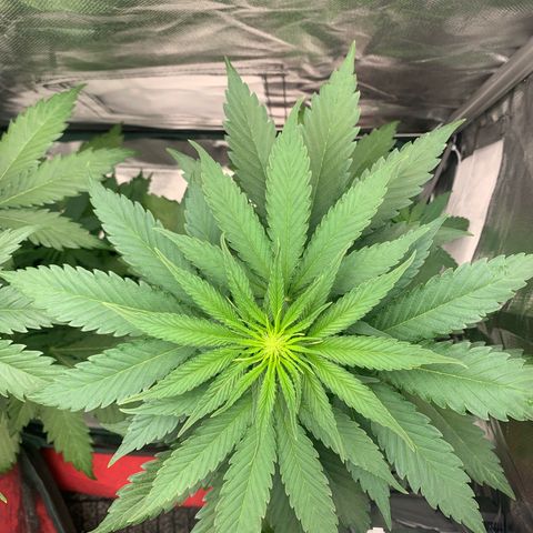 Blueberry Fast 00 Seeds #2 growlog timeline photo
