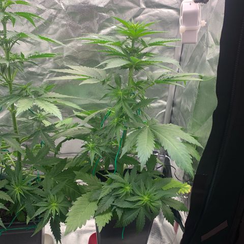 Blueberry Fast 00 Seeds #2 growlog timeline photo