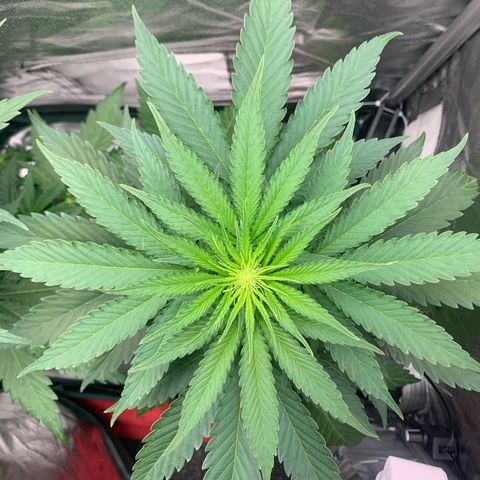Blueberry Fast 00 Seeds #2 growlog timeline photo