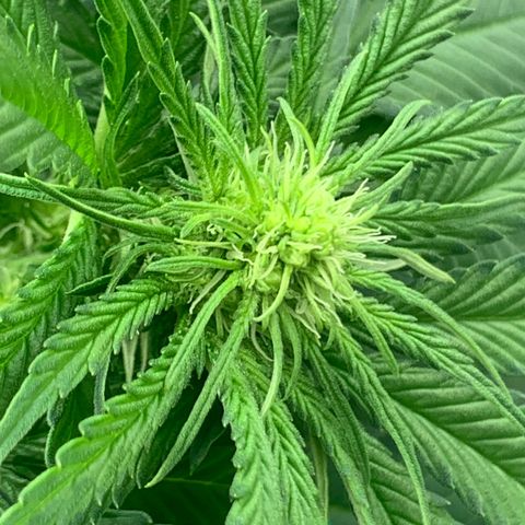 Blueberry Fast 00 Seeds #2 growlog timeline photo