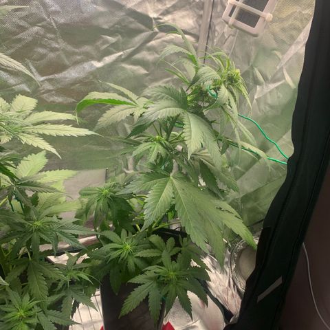 Blueberry Fast 00 Seeds #2 growlog timeline photo