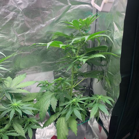 Blueberry Fast 00 Seeds #2 growlog timeline photo