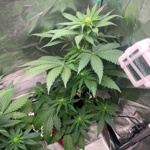 Blueberry Fast 00 Seeds #2 growlog timeline photo