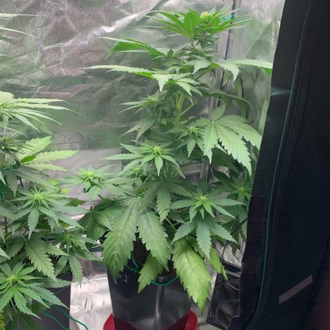 Blueberry Fast 00 Seeds #2 growlog timeline photo