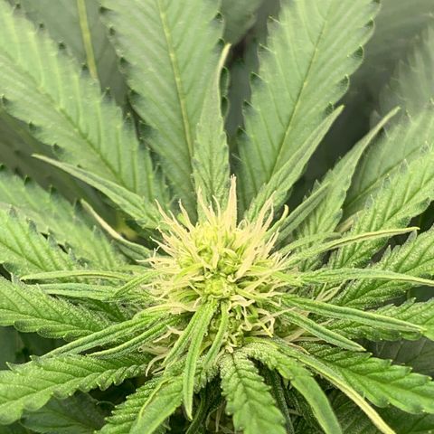 Blueberry Fast 00 Seeds #2 growlog timeline photo