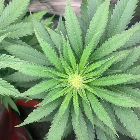 Blueberry Fast 00 Seeds #2 growlog timeline photo