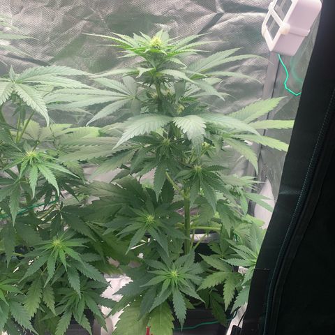 Blueberry Fast 00 Seeds #2 growlog timeline photo