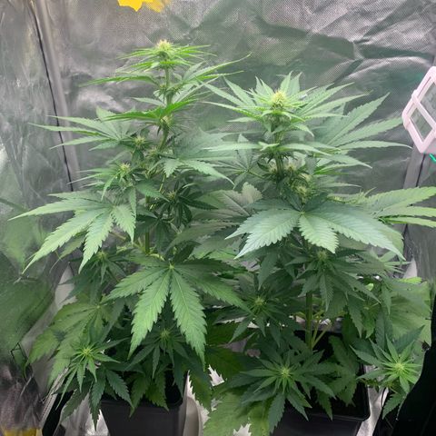Blueberry Fast 00 Seeds #2 growlog timeline photo