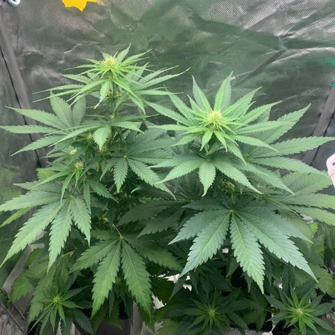 Blueberry Fast 00 Seeds #2 growlog timeline photo