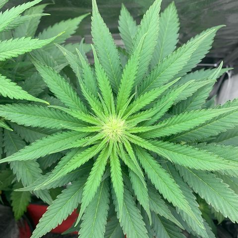 Blueberry Fast 00 Seeds #2 growlog timeline photo