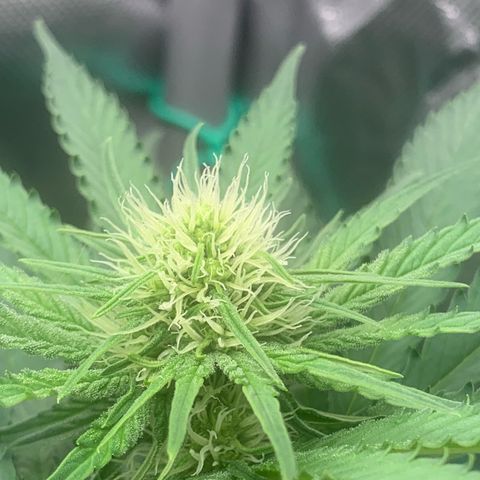 Blueberry Fast 00 Seeds #2 growlog timeline photo