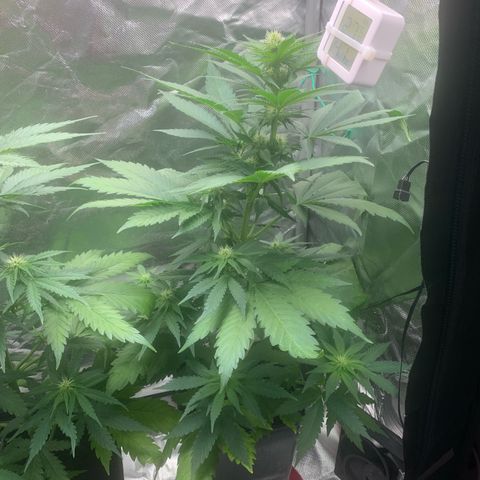 Blueberry Fast 00 Seeds #2 growlog timeline photo