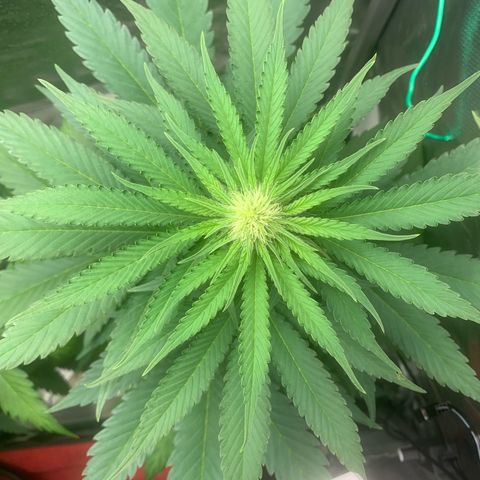 Blueberry Fast 00 Seeds #2 growlog timeline photo