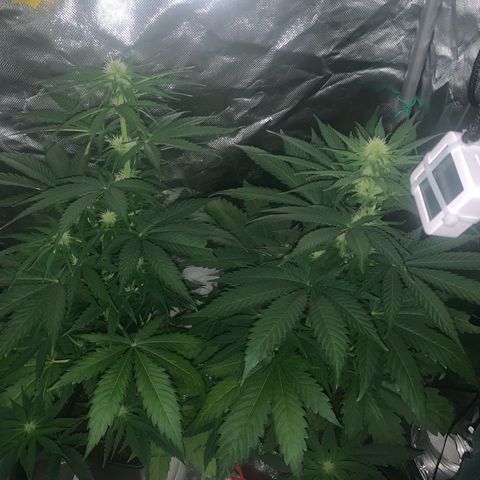 Blueberry Fast 00 Seeds #2 growlog timeline photo