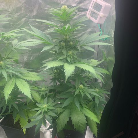 Blueberry Fast 00 Seeds #2 growlog timeline photo