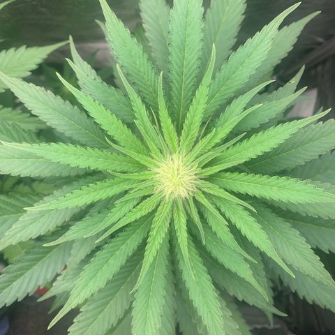 Blueberry Fast 00 Seeds #2 growlog timeline photo
