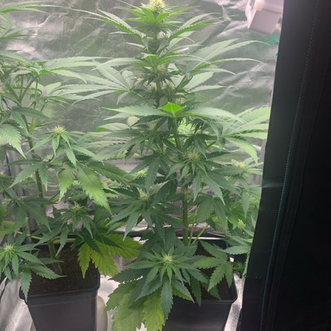 Blueberry Fast 00 Seeds #2 growlog timeline photo
