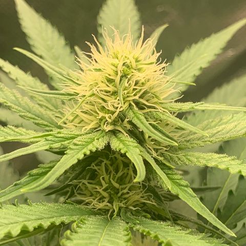 Blueberry Fast 00 Seeds #2 growlog timeline photo