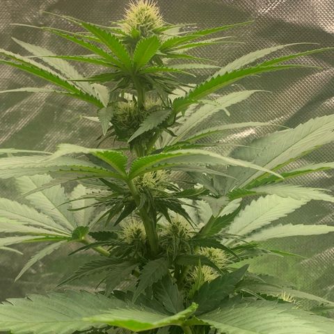 Blueberry Fast 00 Seeds #2 growlog timeline photo