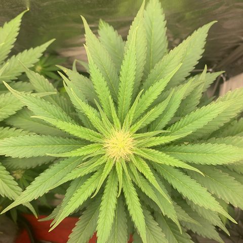 Blueberry Fast 00 Seeds #2 growlog timeline photo