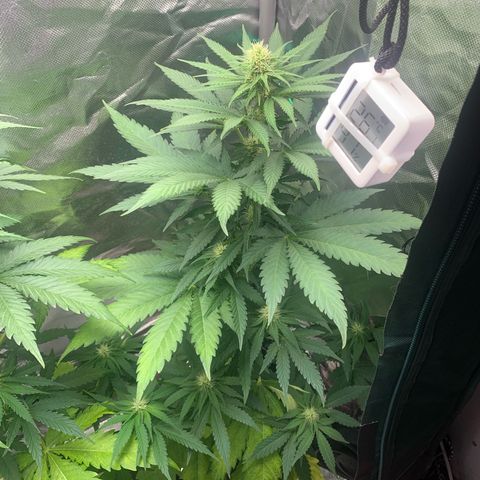 Blueberry Fast 00 Seeds #2 growlog timeline photo