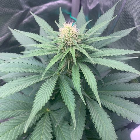 Blueberry Fast 00 Seeds #2 growlog timeline photo