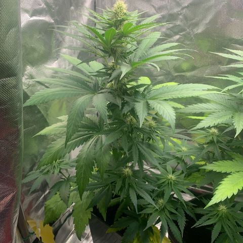 Blueberry Fast 00 Seeds #2 growlog timeline photo