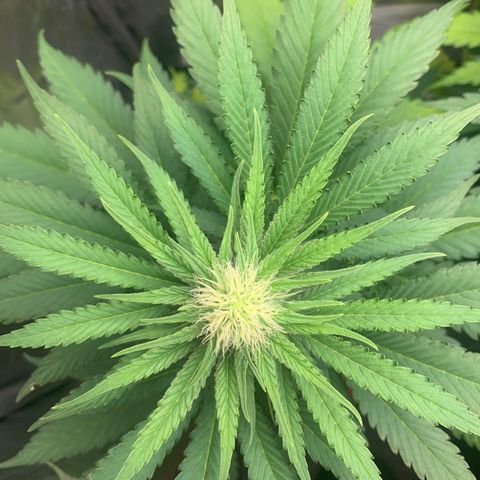 Blueberry Fast 00 Seeds #2 growlog timeline photo