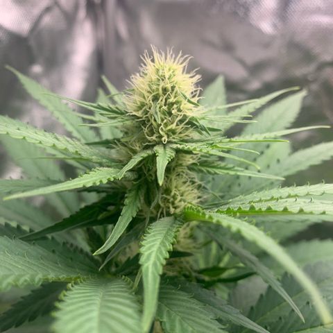 Blueberry Fast 00 Seeds #2 growlog timeline photo
