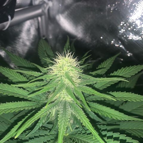 Blueberry Fast 00 Seeds #2 growlog timeline photo