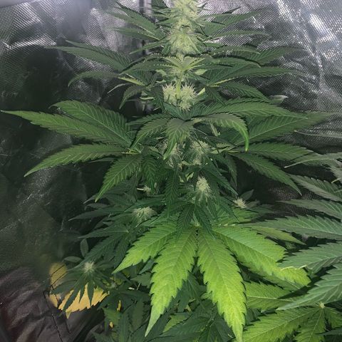 Blueberry Fast 00 Seeds #2 growlog timeline photo