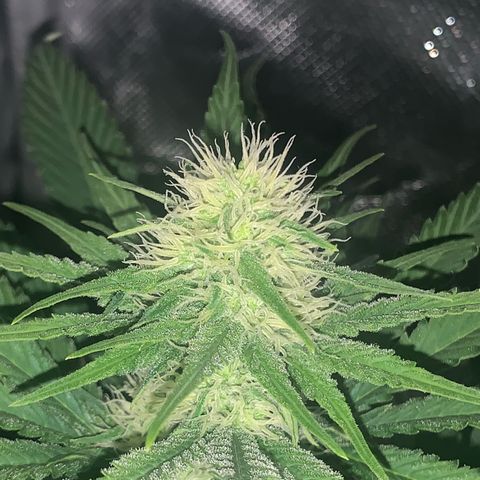 Blueberry Fast 00 Seeds #2 growlog timeline photo