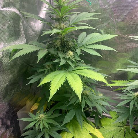 Blueberry Fast 00 Seeds #2 growlog timeline photo