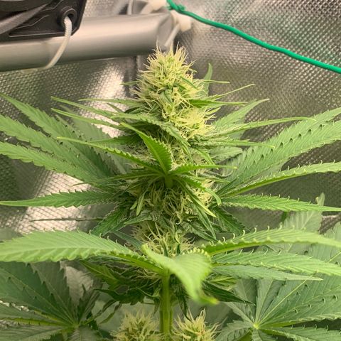 Blueberry Fast 00 Seeds #2 growlog timeline photo