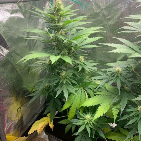 Blueberry Fast 00 Seeds #2 growlog timeline photo