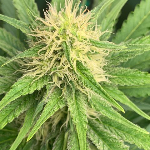 Blueberry Fast 00 Seeds #2 growlog timeline photo