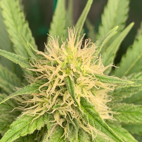 Blueberry Fast 00 Seeds #2 growlog timeline photo