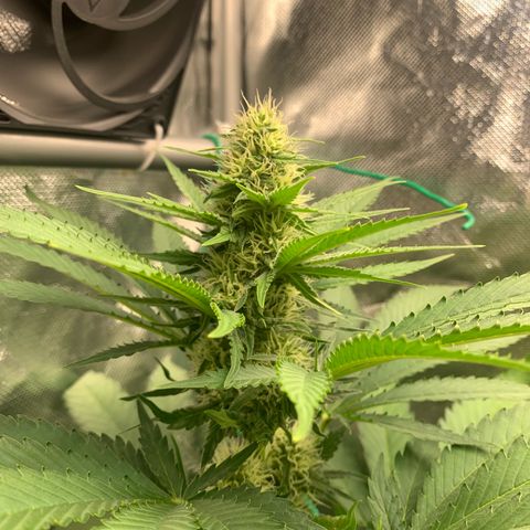 Blueberry Fast 00 Seeds #2 growlog timeline photo