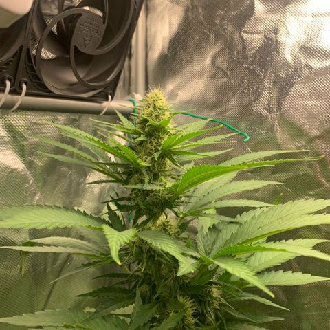 Blueberry Fast 00 Seeds #2 growlog timeline photo