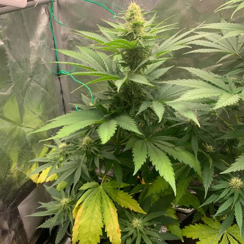 Blueberry Fast 00 Seeds #2 growlog timeline photo