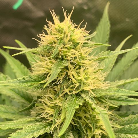 Blueberry Fast 00 Seeds #2 growlog timeline photo