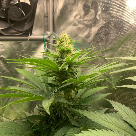 Blueberry Fast 00 Seeds #2 growlog timeline photo