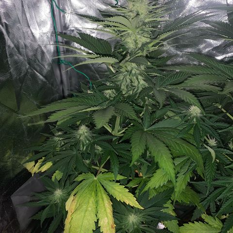 Blueberry Fast 00 Seeds #2 growlog timeline photo