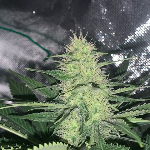 Blueberry Fast 00 Seeds #2 growlog timeline photo