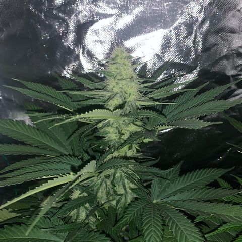 Blueberry Fast 00 Seeds #2 growlog timeline photo