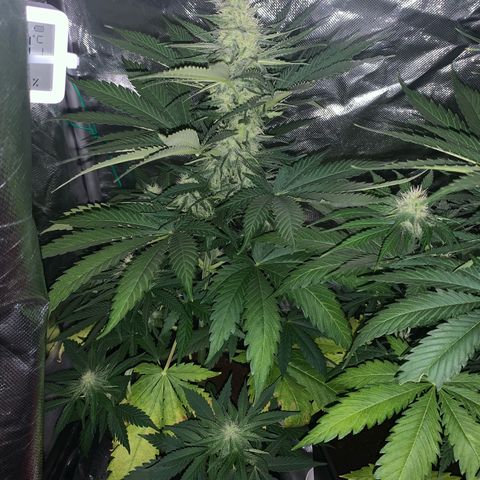 Blueberry Fast 00 Seeds #2 growlog timeline photo