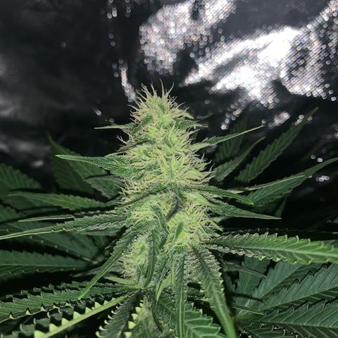 Blueberry Fast 00 Seeds #2 growlog timeline photo